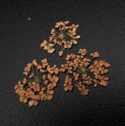 1676 Сухоцветы "Любимые цветочки"  