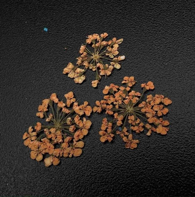 1676 Сухоцветы "Любимые цветочки"  