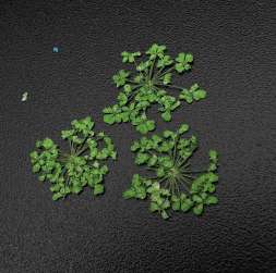 1677 Сухоцветы "Любимые цветочки"  