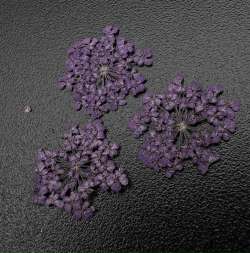 1684 Сухоцветы "Любимые цветочки" 